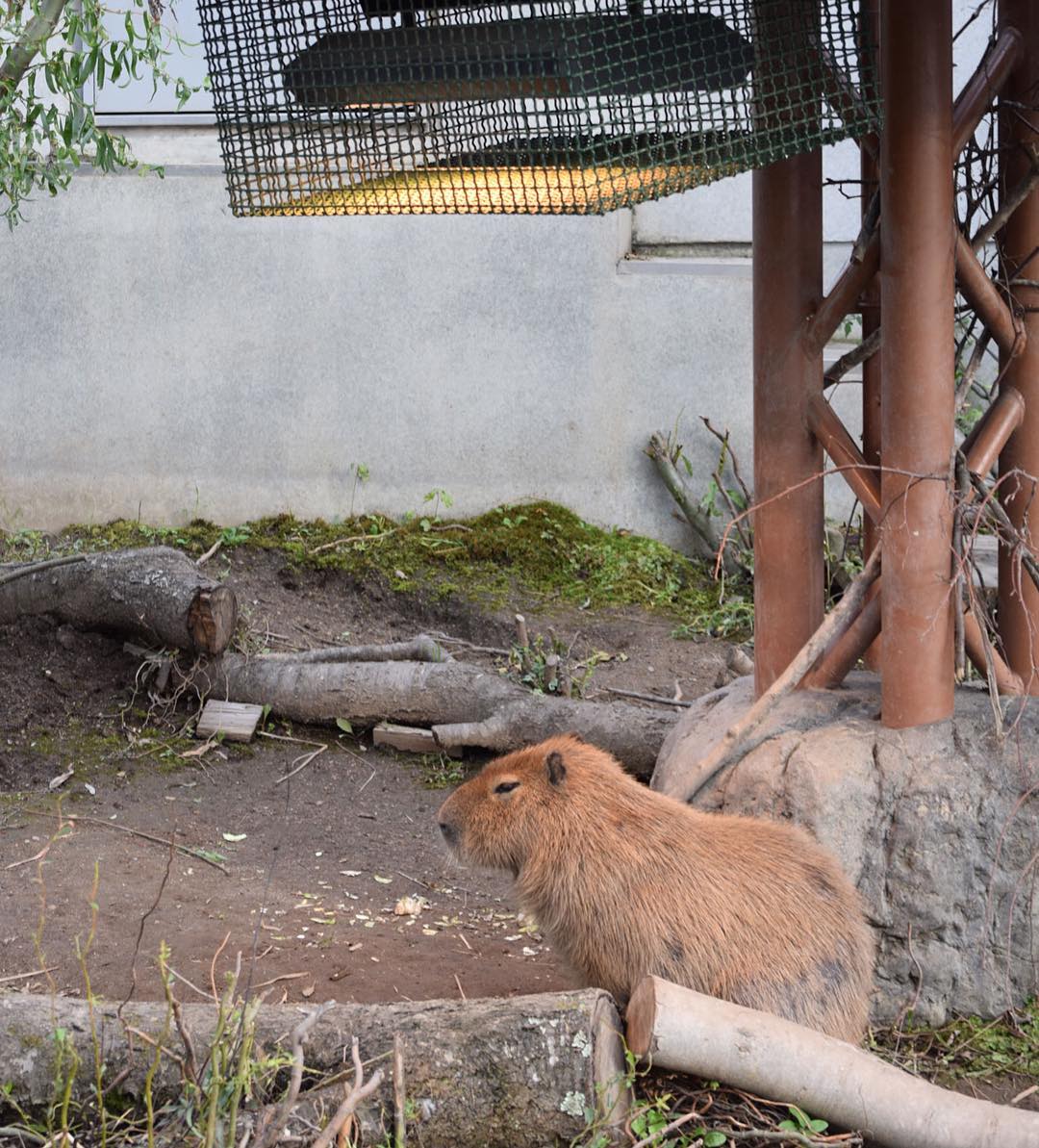 【北海道一日行程】旭山動物園