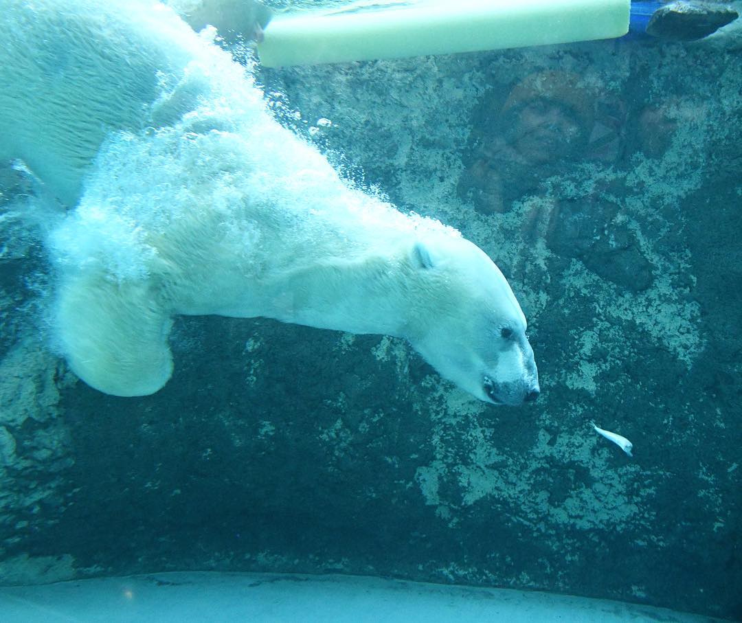 【北海道一日行程】旭川 旭山動物園