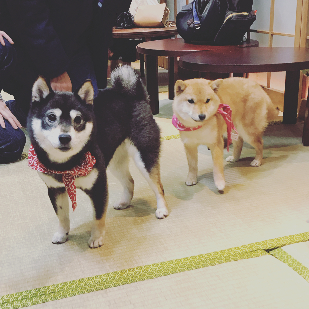 京都 豆柴CAFE