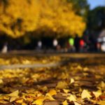 光が丘公園|日本 Japan 日本必食 日本必吃 日本必到 日本必去 日本必買 日本必掃 日本自由行 日本行程 日本行程包 日本懶人包 日本好去處 日本景點 日本必到景點 日本必去景點 日本美食 日本交通 日本攻略 日本自由行行程 日本自由行行程推薦 日本酒店 日本飯店 日本酒店推薦 日本飯店推薦 日本必住酒店 日本必住飯店 日本必食2019 日本必吃2019 日本必到2019 日本必去2019 日本必買2019 日本必掃2019 日本自由行2019 日本行程2019 日本行程包2019 日本懶人包2019 日本好去處2019 日本景點2019 日本必到景點2019 日本必去景點2019 日本美食2019 日本交通2019 日本攻略2019 日本自由行行程2019 日本自由行行程推薦2019 日本酒店2019 日本飯店2019 日本酒店推薦2019 日本飯店推薦2019 日本必住酒店2019 日本必住飯店2019 東京 Tokyo 東京必食 東京必吃 東京必到 東京必去 東京必買 東京必掃 東京自由行 東京行程 東京行程包 東京懶人包 東京好去處 東京景點 東京必到景點 東京必去景點 東京美食 東京交通 東京攻略 東京自由行行程 東京自由行行程推薦 東京酒店 東京飯店 東京酒店推薦 東京飯店推薦 東京必住酒店 東京必住飯店 東京必食2019 東京必吃2019 東京必到2019 東京必去2019 東京必買2019 東京必掃2019 東京自由行2019 東京行程2019 東京行程包2019 東京懶人包2019 東京好去處2019 東京景點2019 東京必到景點2019 東京必去景點2019 東京美食2019 東京交通2019 東京攻略2019 東京自由行行程2019 東京自由行行程推薦2019 東京酒店2019 東京飯店2019 東京酒店推薦2019 東京飯店推薦2019 東京必住酒店2019 東京必住飯店2019 明治神宮外苑 國營昭和紀念公園 光が丘公園 銀杏2019 日本銀杏 日本銀杏2019 東京銀杏 東京銀杏2019 明治神宮外苑銀杏 國營昭和紀念公園銀杏 光が丘公園銀杏 明治神宮外苑銀杏2019 國營昭和紀念公園銀杏2019 光が丘公園銀杏2019 光之丘公園銀杏時間 光丘景點 東京光之丘銀杏 自由之丘銀杏 光丘事件