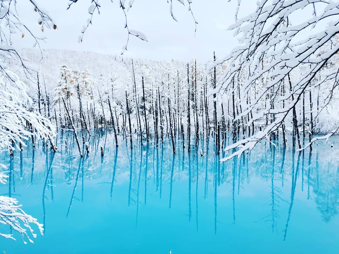 白金青池(Shirogane Blue Pond|白金青い池)| 北海道 Hokkaido 北海道景點 北海道道北景點 富良野景點 富良野 美瑛景點 美瑛