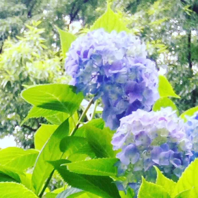 大阪市立長居植物園