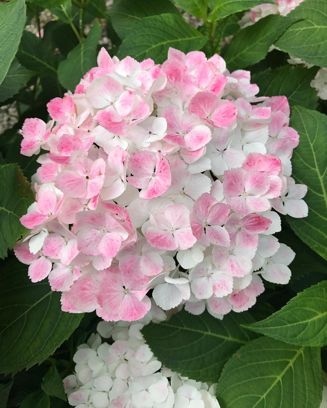 紫陽花 繡球花 名所