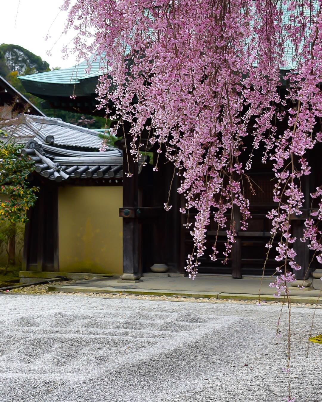京都櫻花 高台寺