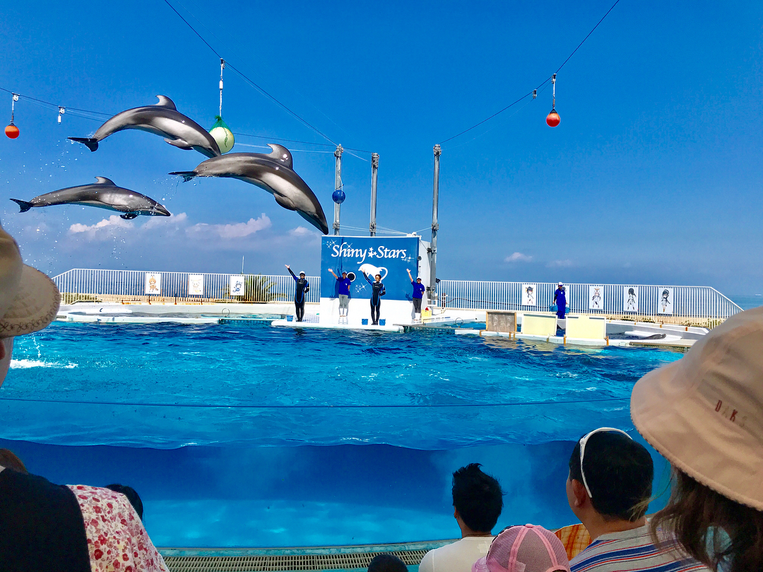 岬公園親親海豚 岬公園海豚