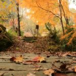 大阪賞楓景點 大阪賞楓 景點 大阪紅葉景點 大阪紅葉 景點 大阪紅葉 大阪賞楓 大阪楓葉 大阪紅葉預測 大阪夜楓 大阪夜楓2019 大阪紅葉2019 大阪賞楓2019 大阪楓葉2019 大阪紅葉預測2019 星田園地 ほしだ園地 私市站 大阪府民の森 日本最大吊橋
