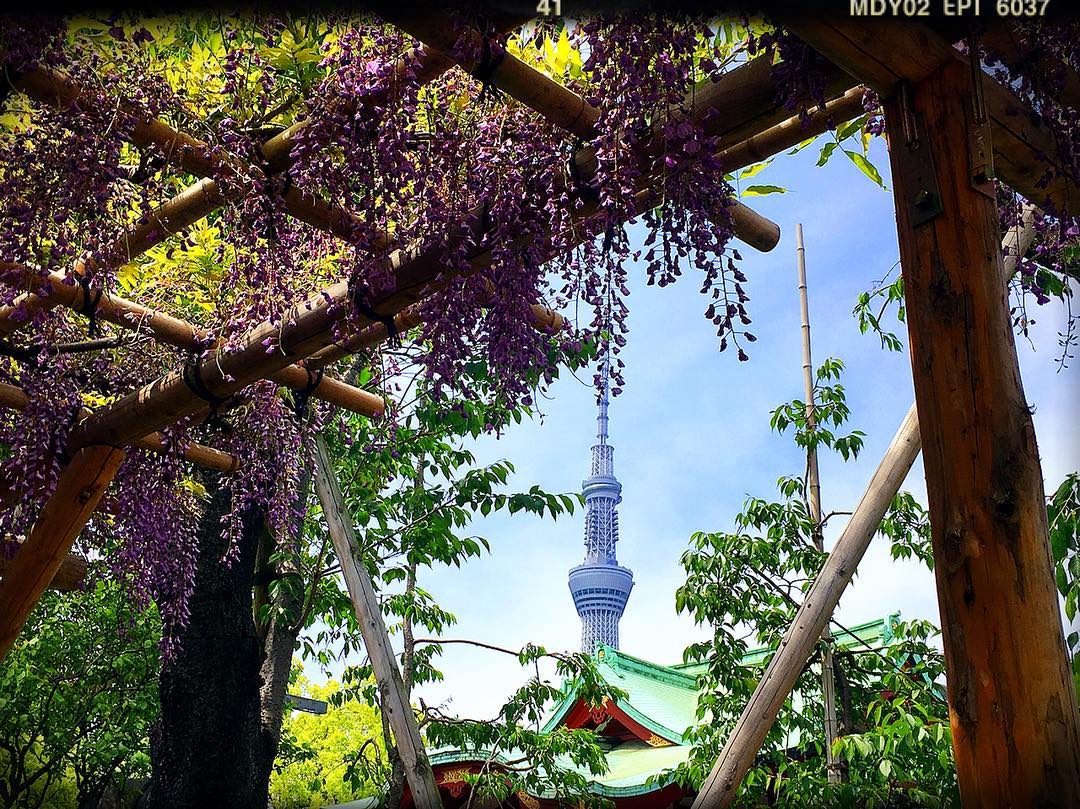 日本 紫藤 龜戶天神社 紫藤花日本