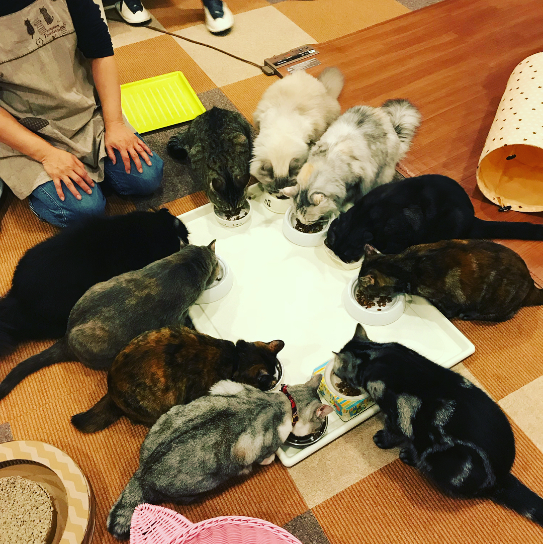 貓奴必訪！東京貓CAFÉ四選！猫まるカフェ