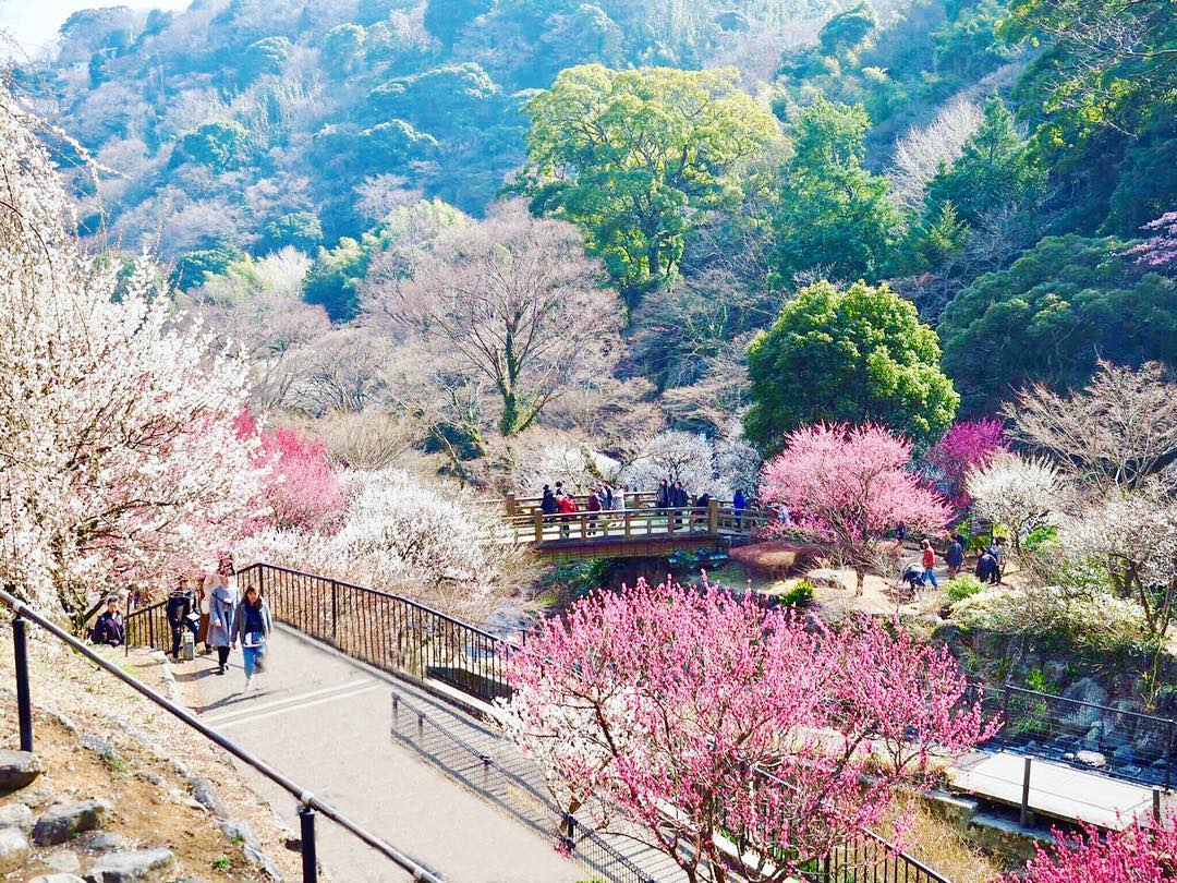 熱海 梅園
