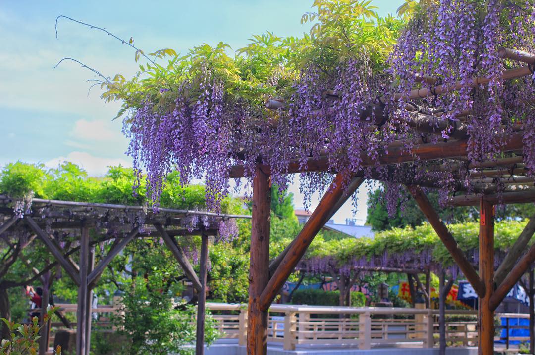 龜戶天神社