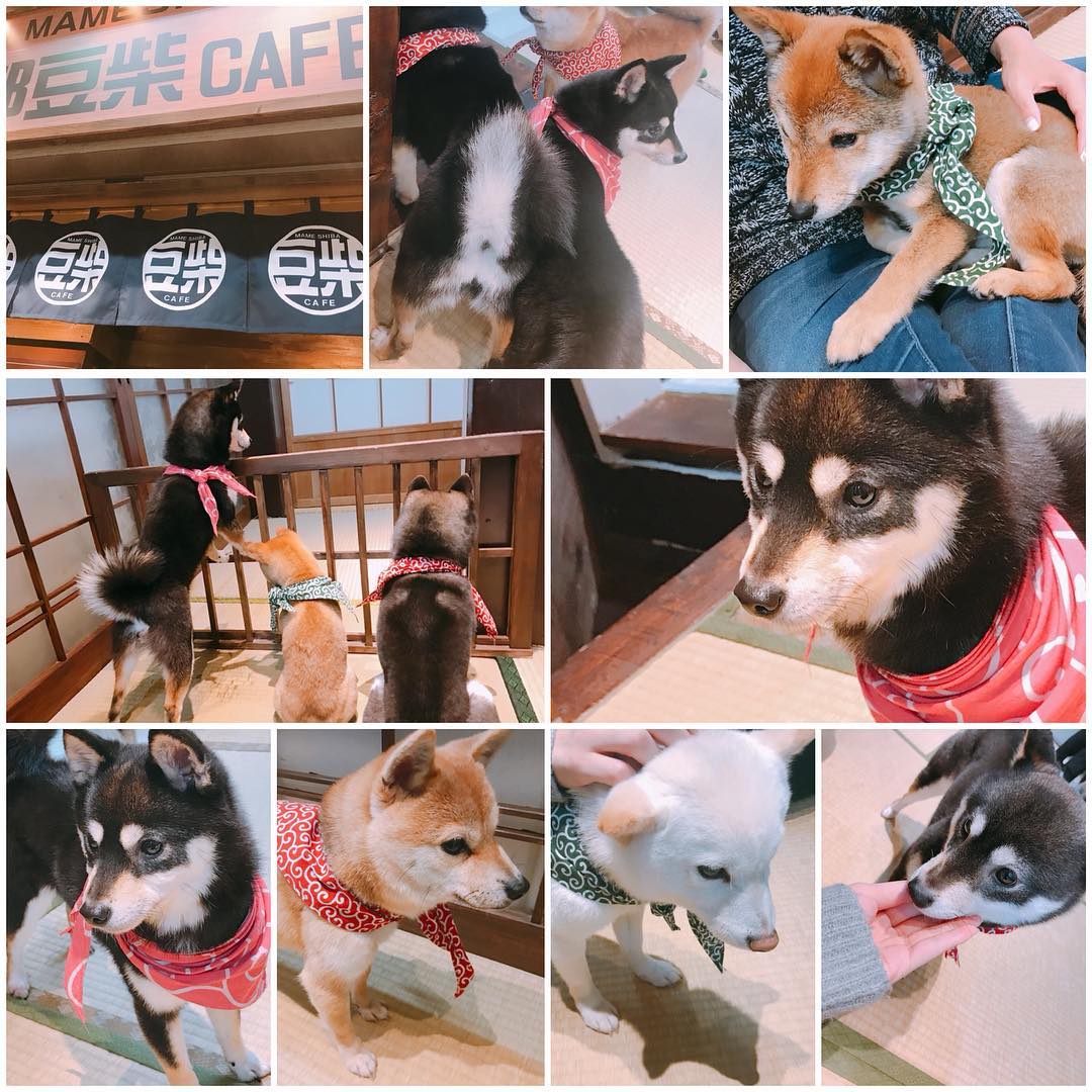 豆柴咖啡廳