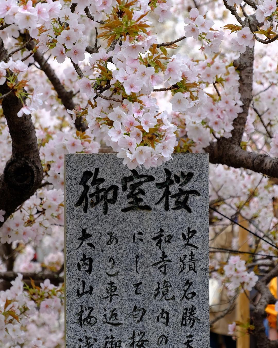 京都櫻花 景點 2019