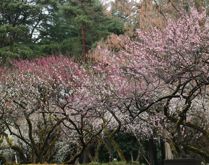 2019 京都10大賞梅名所 京都府立植物園