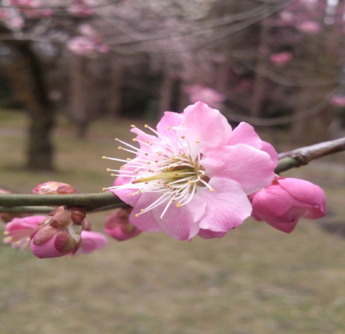 2019 京都10大賞梅名所 京都府立植物園