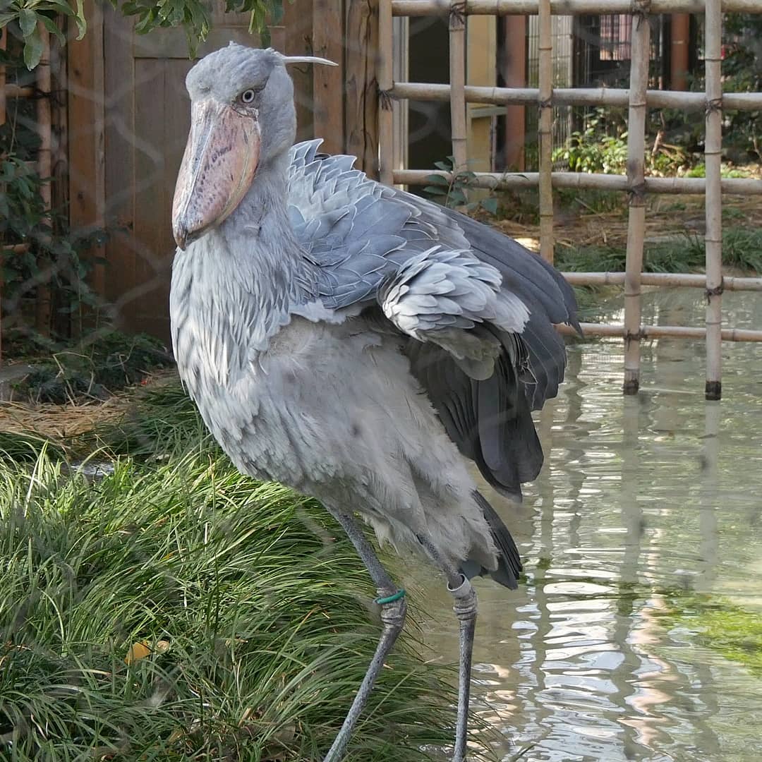 東京親子遊！上野一日行程推薦 上野動物園