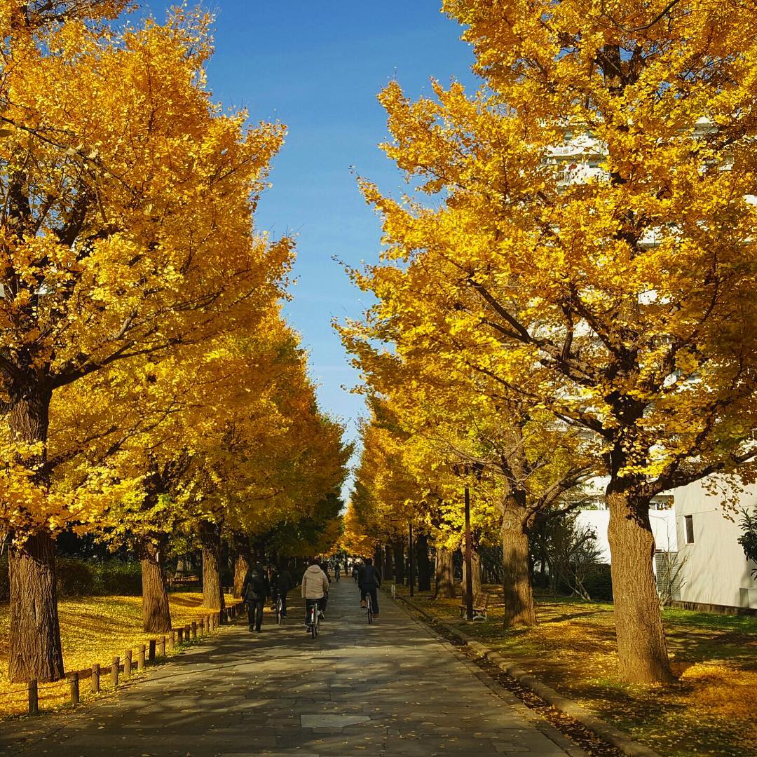 光が丘公園|日本 Japan 日本必食 日本必吃 日本必到 日本必去 日本必買 日本必掃 日本自由行 日本行程 日本行程包 日本懶人包 日本好去處 日本景點 日本必到景點 日本必去景點 日本美食 日本交通 日本攻略 日本自由行行程 日本自由行行程推薦 日本酒店 日本飯店 日本酒店推薦 日本飯店推薦 日本必住酒店 日本必住飯店 日本必食2019 日本必吃2019 日本必到2019 日本必去2019 日本必買2019 日本必掃2019 日本自由行2019 日本行程2019 日本行程包2019 日本懶人包2019 日本好去處2019 日本景點2019 日本必到景點2019 日本必去景點2019 日本美食2019 日本交通2019 日本攻略2019 日本自由行行程2019 日本自由行行程推薦2019 日本酒店2019 日本飯店2019 日本酒店推薦2019 日本飯店推薦2019 日本必住酒店2019 日本必住飯店2019 東京 Tokyo 東京必食 東京必吃 東京必到 東京必去 東京必買 東京必掃 東京自由行 東京行程 東京行程包 東京懶人包 東京好去處 東京景點 東京必到景點 東京必去景點 東京美食 東京交通 東京攻略 東京自由行行程 東京自由行行程推薦 東京酒店 東京飯店 東京酒店推薦 東京飯店推薦 東京必住酒店 東京必住飯店 東京必食2019 東京必吃2019 東京必到2019 東京必去2019 東京必買2019 東京必掃2019 東京自由行2019 東京行程2019 東京行程包2019 東京懶人包2019 東京好去處2019 東京景點2019 東京必到景點2019 東京必去景點2019 東京美食2019 東京交通2019 東京攻略2019 東京自由行行程2019 東京自由行行程推薦2019 東京酒店2019 東京飯店2019 東京酒店推薦2019 東京飯店推薦2019 東京必住酒店2019 東京必住飯店2019 明治神宮外苑 國營昭和紀念公園 光が丘公園 銀杏2019 日本銀杏 日本銀杏2019 東京銀杏 東京銀杏2019 明治神宮外苑銀杏 國營昭和紀念公園銀杏 光が丘公園銀杏 明治神宮外苑銀杏2019 國營昭和紀念公園銀杏2019 光が丘公園銀杏2019 光之丘公園銀杏時間 光丘景點 東京光之丘銀杏 自由之丘銀杏 光丘事件