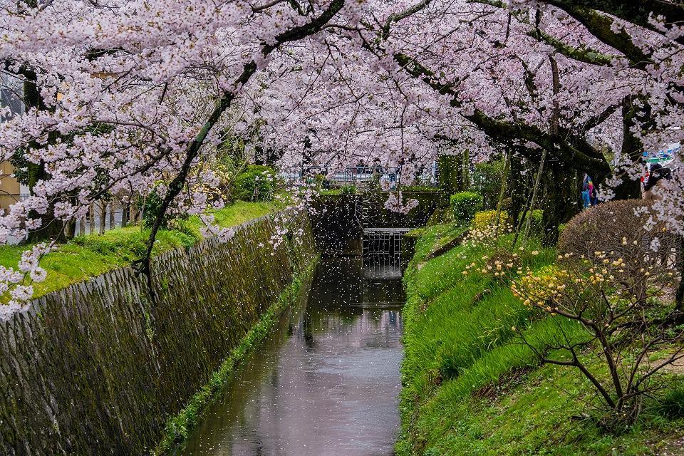 京都 櫻花 哲學之道