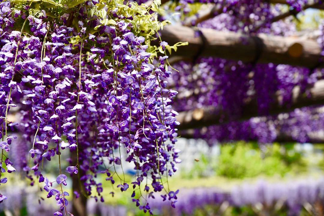 日本紫藤花 東京紫藤花