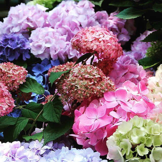紫陽花 日文