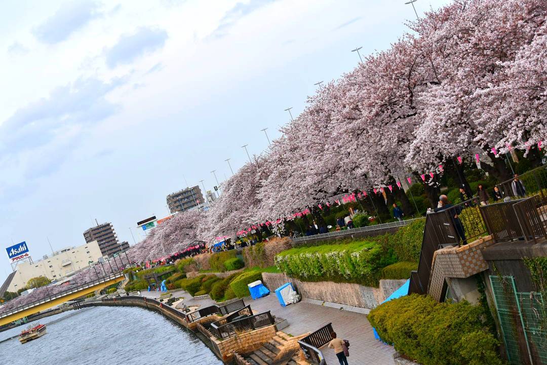 穿和服看櫻花!漫步淺草一日遊 隅田公園