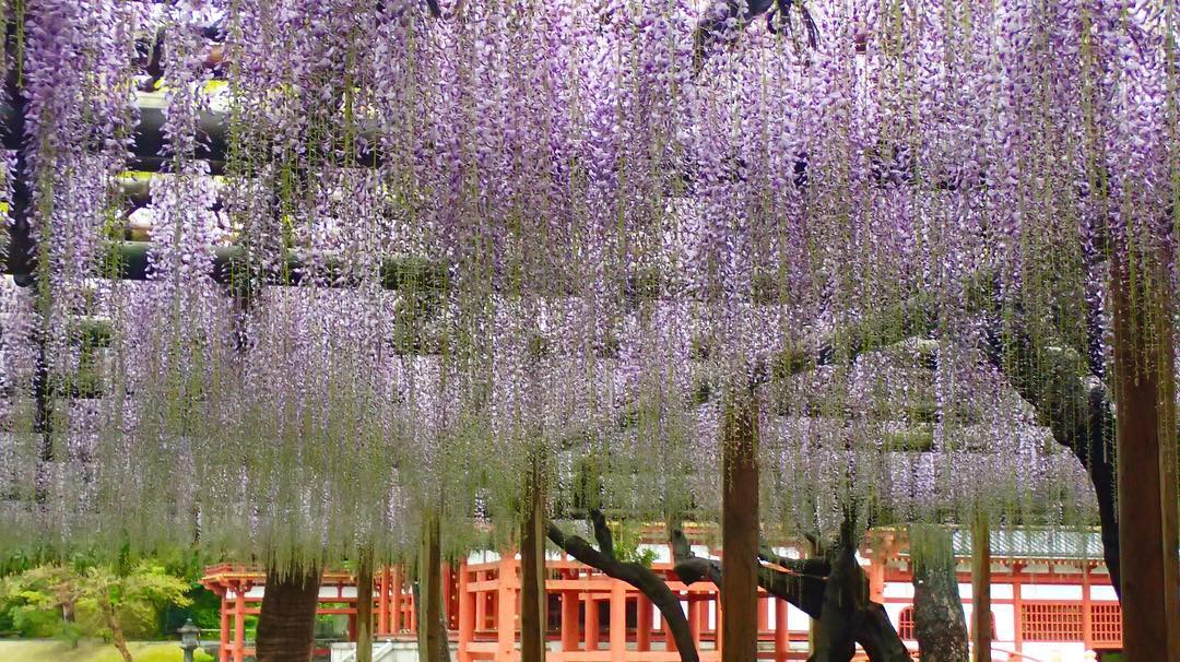 日本 紫藤花 紫藤花花期