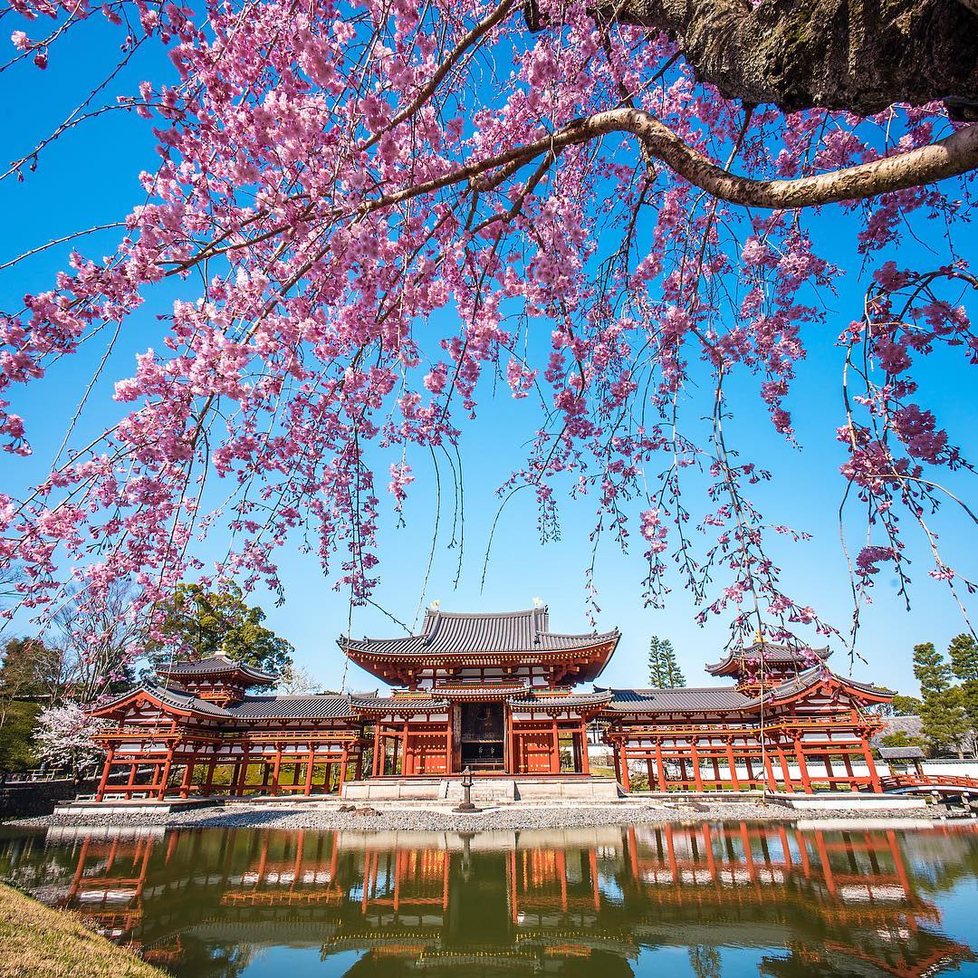 京都櫻花景點推介:宇治平等院櫻花