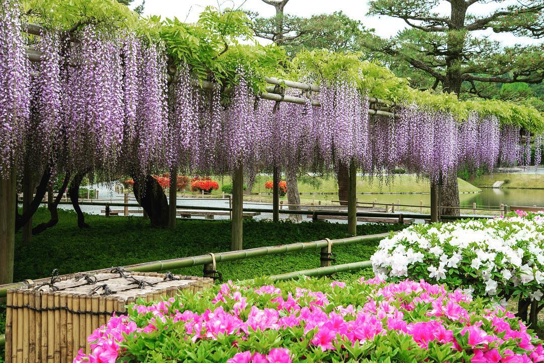 京都宇治平等院