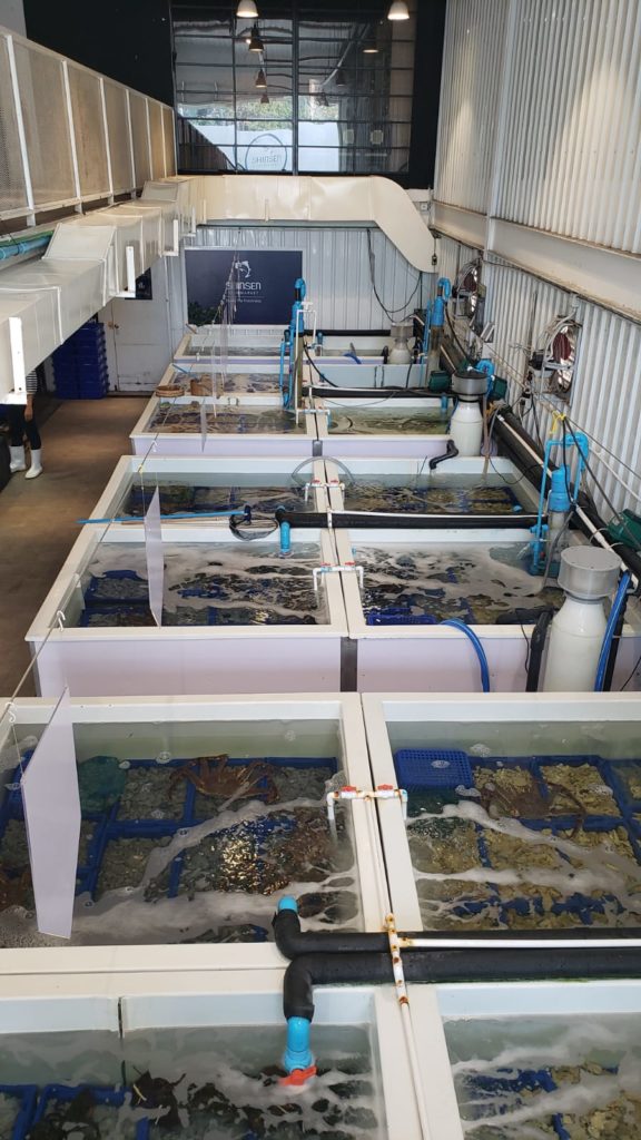曼谷小日本 曼谷日本人 曼谷日本風 曼谷日本料理 曼谷日料 BTS Phrom Phong站 曼谷魚市場 Shinsen Fish Market