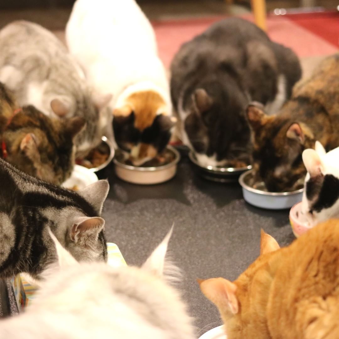 貓奴必訪！東京貓CAFÉ四選！猫まるカフェ