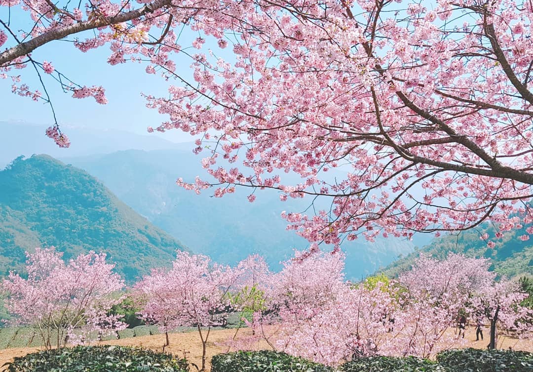 櫻花季