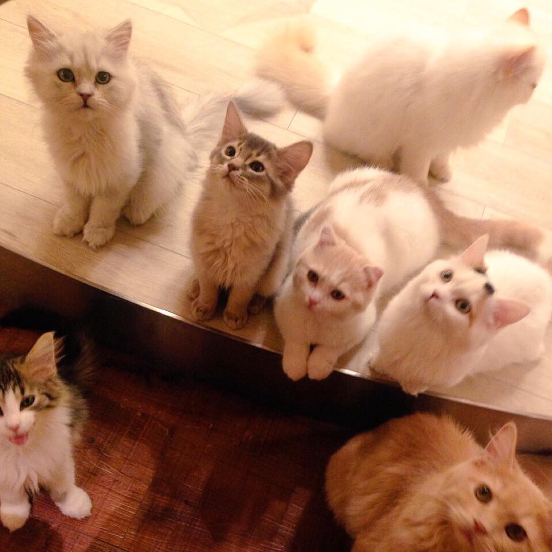 讓毛小孩治癒你吧！萌到犯規！東京動物 Café 八選！(前篇) 猫カフェ MOCHA
