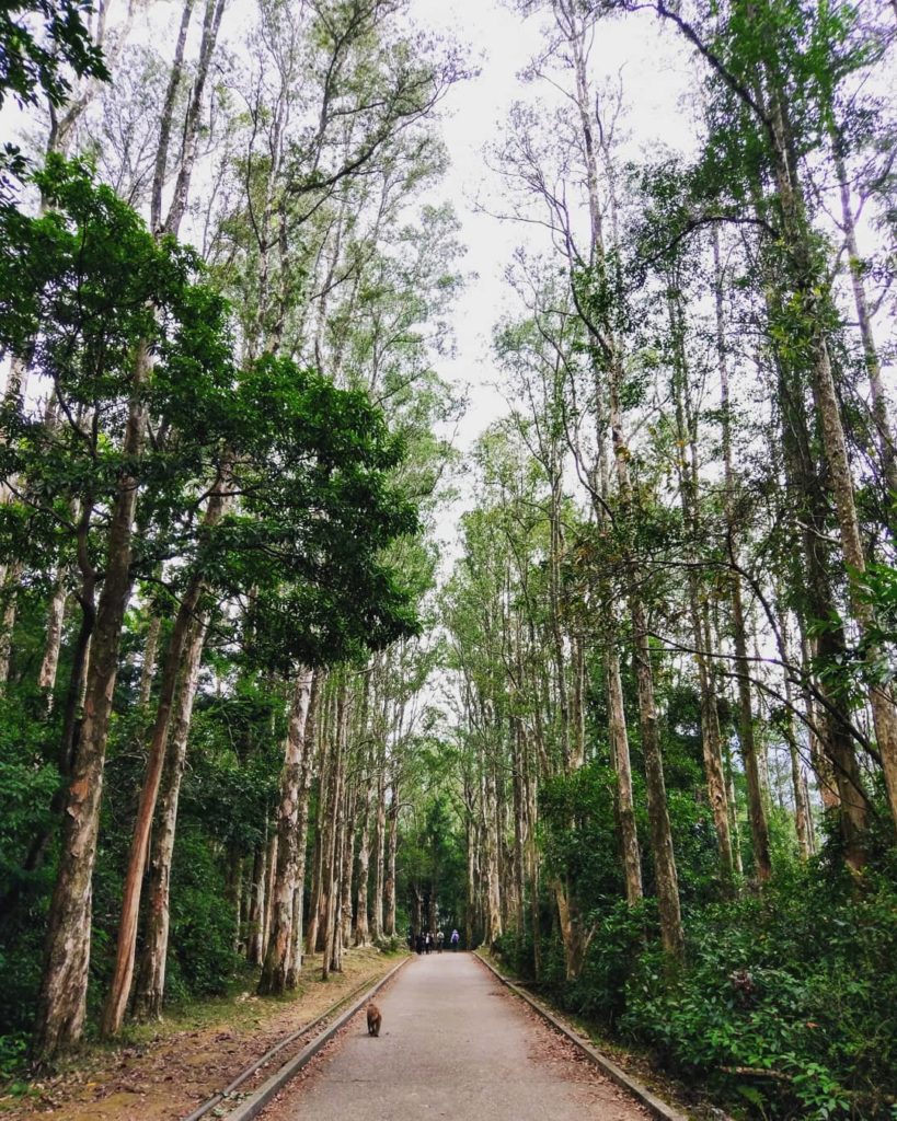 香港好去處 香港行山 行山好去處 行山新手 新手行山路線 香港行山徑 元朗行山 九龍行山 荃灣行山 大埔行山 菠蘿壩自然教育徑