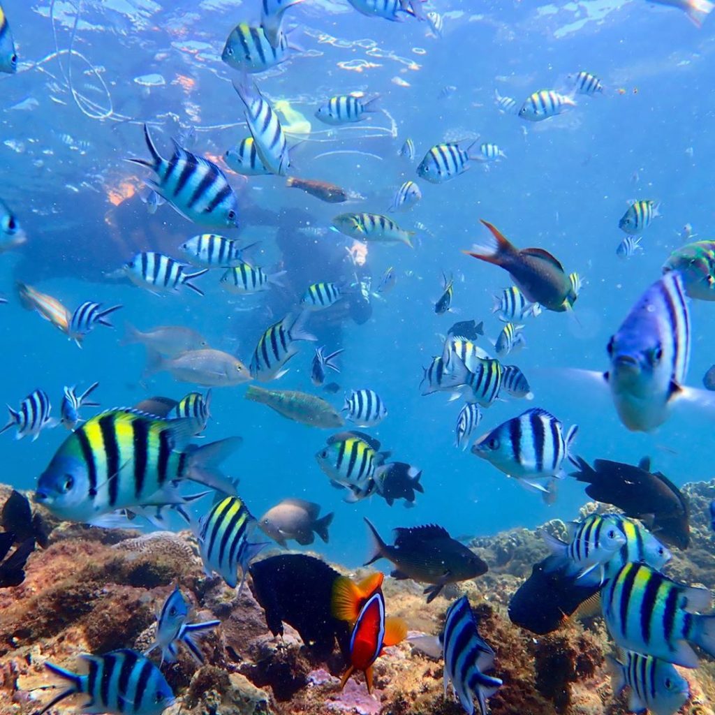 後壁湖的魚兒特別不怕人，在後壁湖浮潛常有被大堆魚類圍繞的狀況出現，來墾丁的潛水客也特別開心，親子潛水也適合