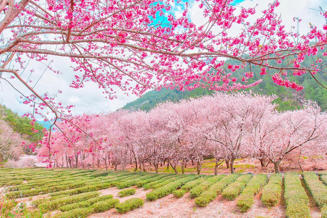 台中櫻花