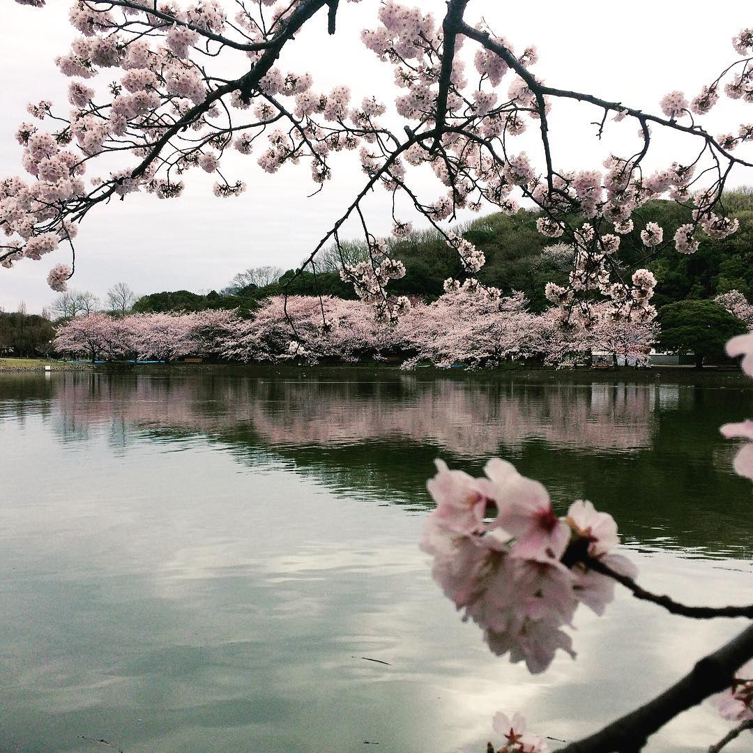 神戶 櫻花 2019 明石公園