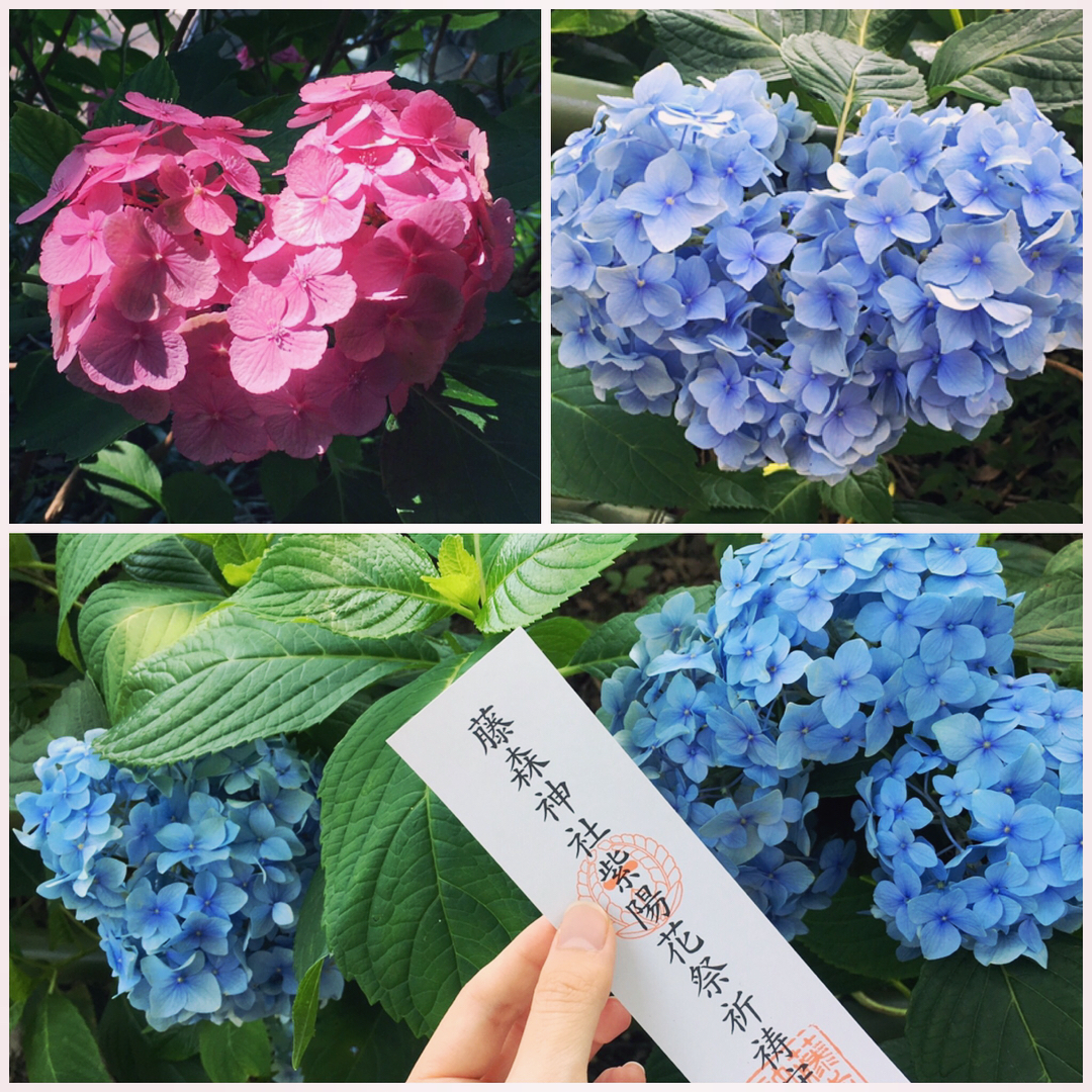 關西紫陽花 關西繡球花