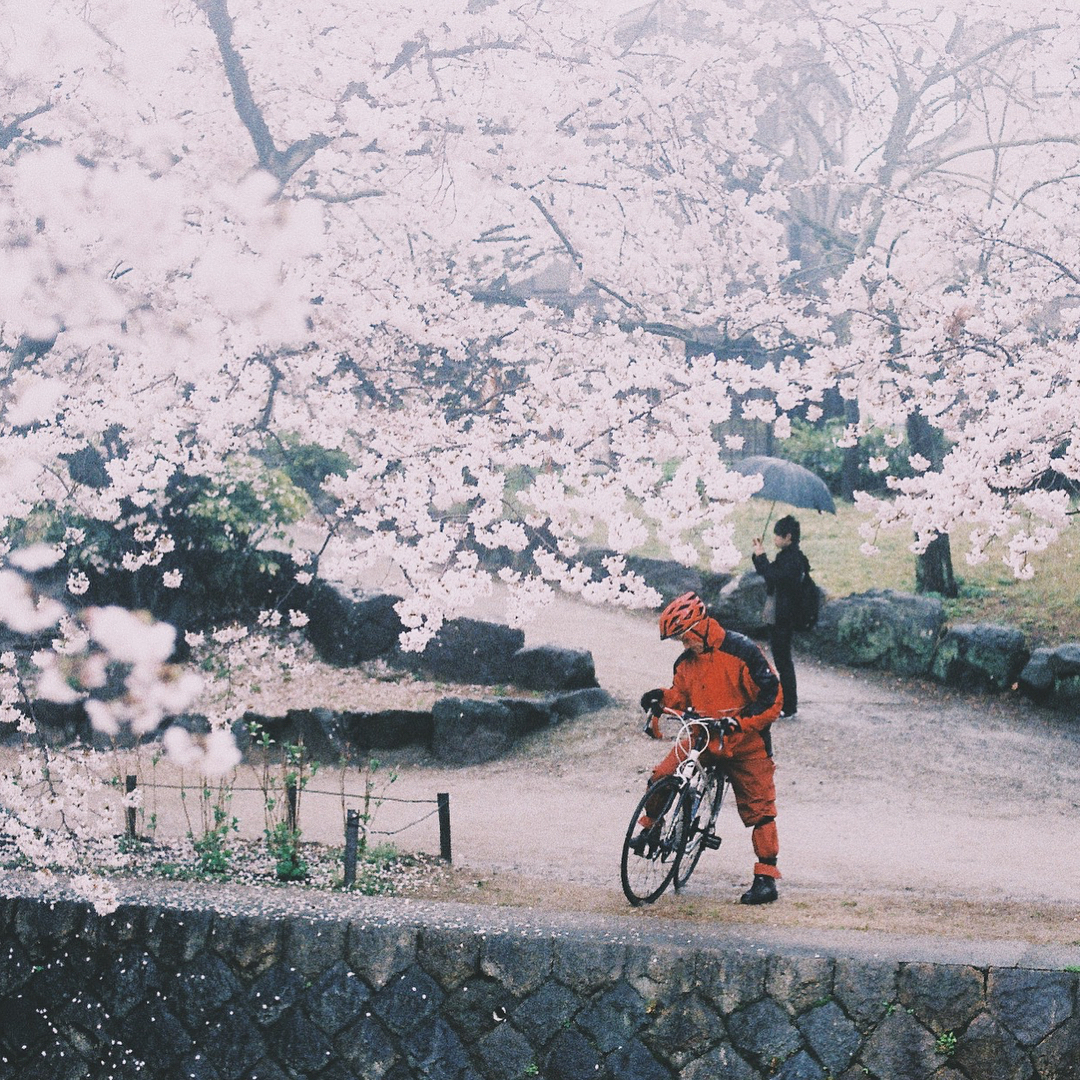 日本 櫻花 2019