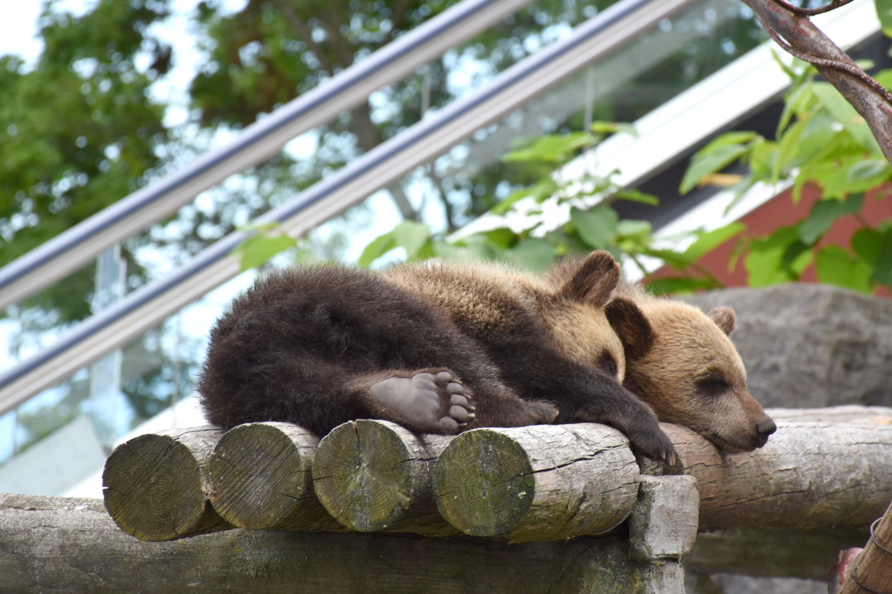 登別溫泉 北海道溫泉 登別棕熊牧場 登別景點 Noboribetsu BearPark 北海道動物園 北海道親子遊 mapcode