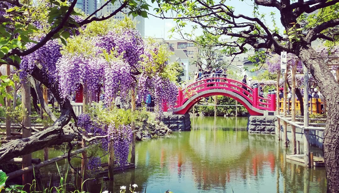 足利花園 紫藤花期