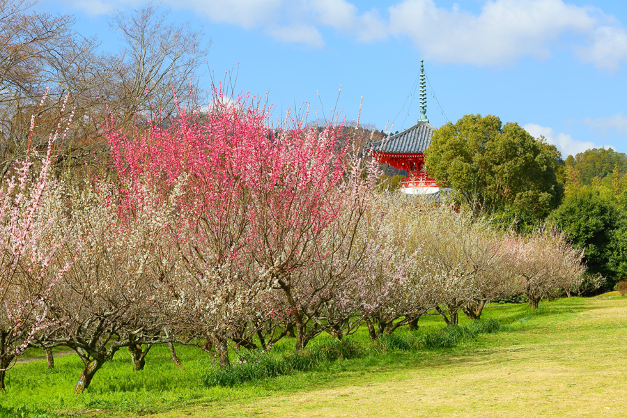 2019 京都10大賞梅名所 大覺寺 大覚寺