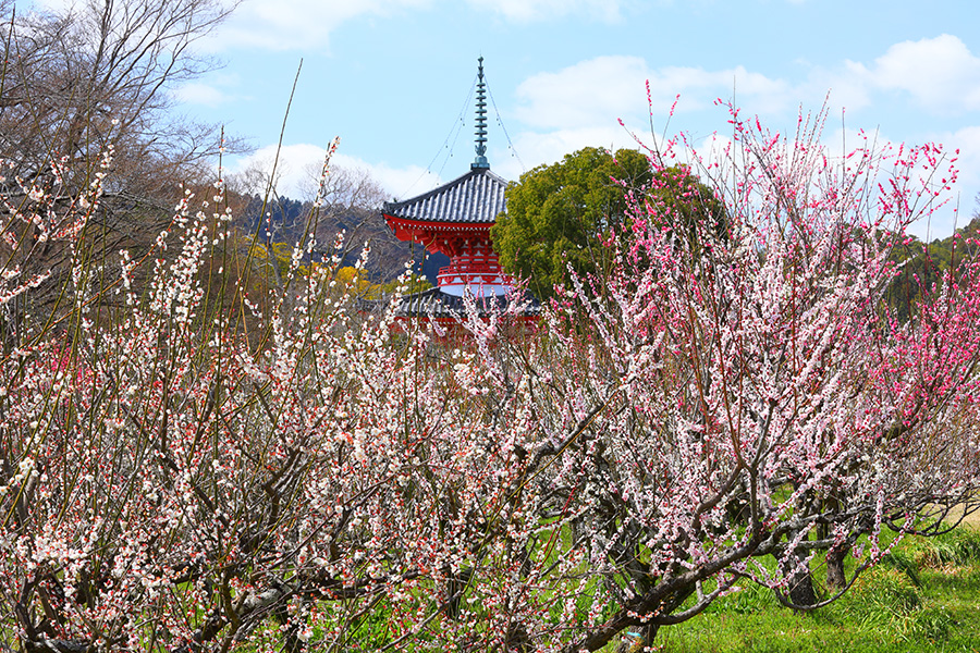 2019 京都10大賞梅名所 大覺寺 大覚寺