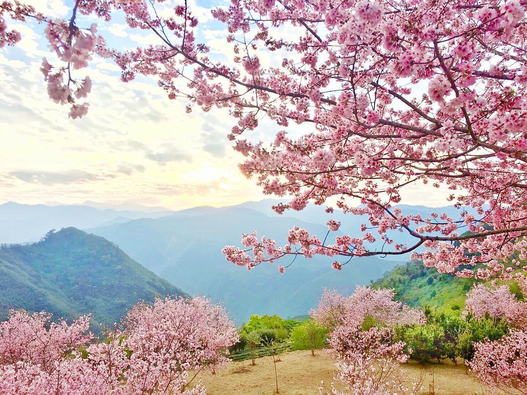 櫻花 季節