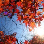 若王子 銀閣寺 銀閣寺道站 哲學之道紅葉 哲學之道 紅葉 哲学の道紅葉 哲学の道 紅葉 京都紅葉2019 京都楓葉2019 京都紅葉景點2019 京都紅葉 景點2019 京都賞楓2019 京都賞楓 景點2019 京都賞楓景點2019 京都夜楓2019 京都夜楓景點2019 京都紅葉 京都楓葉 京都紅葉景點 京都紅葉 景點 京都賞楓 京都賞楓 景點 京都賞楓景點 京都夜楓 京都夜楓景點