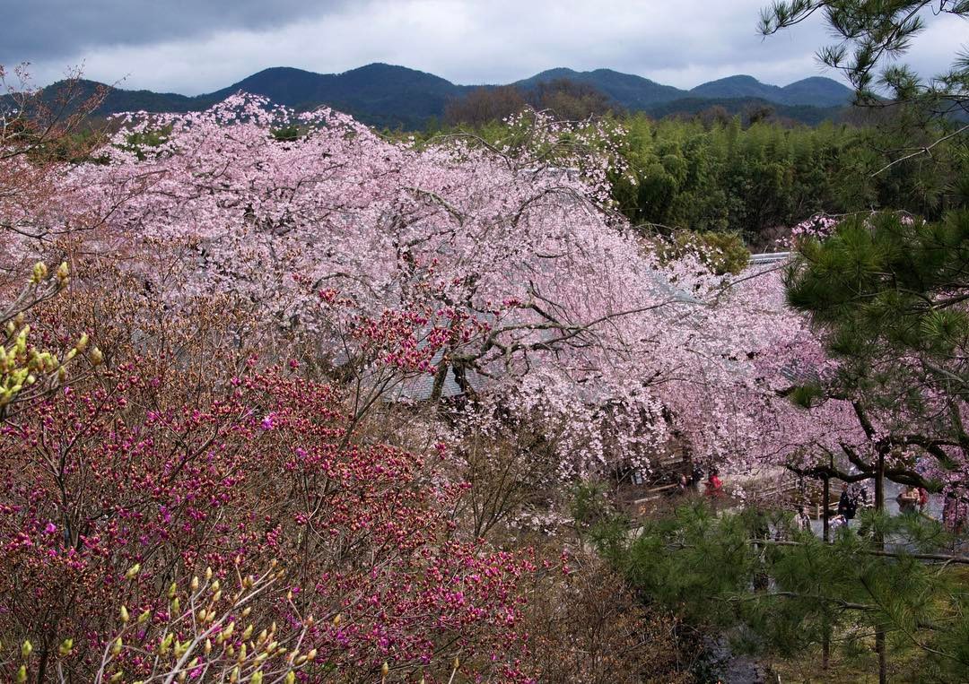 京都 櫻花景點 2019
