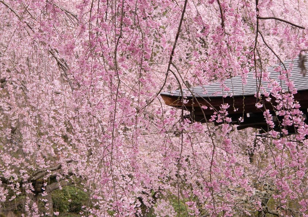 京都 櫻花2019 天龍寺