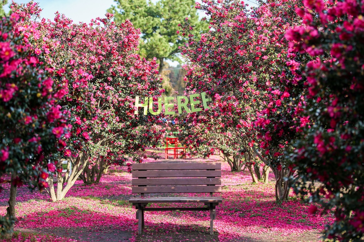 休愛里自然生活公園(Hueree Nature Park;휴애리자연생활공원)韓國山茶花 山茶花 韓國12月 韓國1月 山茶花之丘 Camellia Hill 카멜리아힐 濟州島 韓國賞花 韓國賞花景點 韓國好去處 韓國慶典 韓國必去 韓國 花 韓國打卡