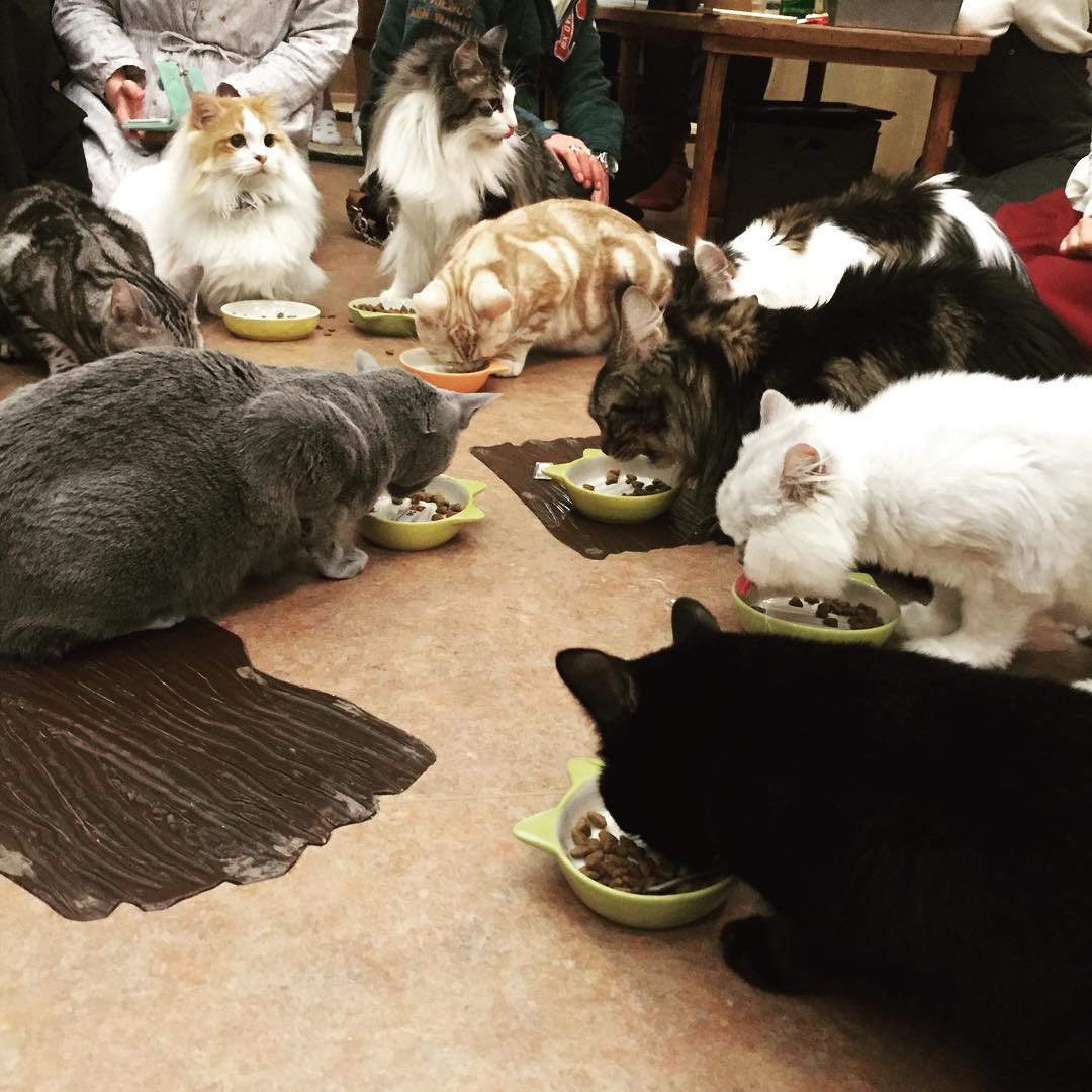 貓奴必訪！東京貓CAFÉ四選！Cat Cafeてまりのおうち