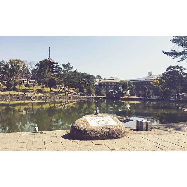 京阪自由行！奈良必去行程懶人包(景點篇) - 興福寺 猿澤池