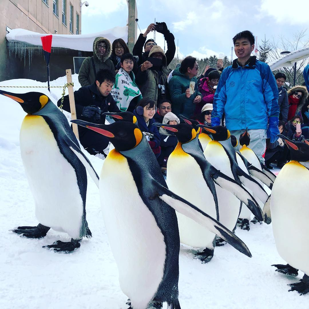 【北海道一日行程】旭川 旭山動物園