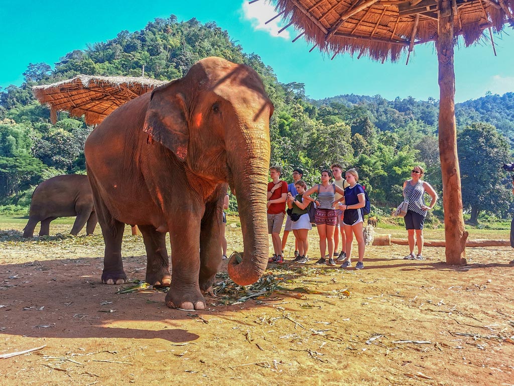 泰北旅遊 泰北自由行 泰北大象保育區 泰北大象保育中心 親親大象 清邁大象自然公園 Elephant Nature Park 清萊大象保育區 Elephant Valley Thailand 素可泰大象保育區 Boon Lott's Elephant Sanctuary